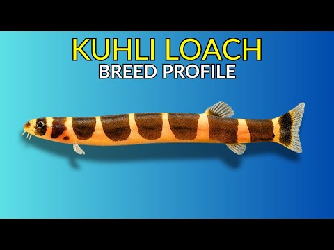 Kuhli Loach Care Guide | Tank Setup  Feeding  Behaviour &amp; Lifespan