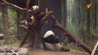 上野動物園の双子パンダが1歳に　お祝い会が開かれる
