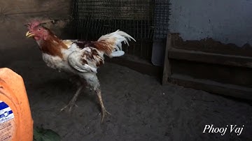 Qaib Thaib - White Orange