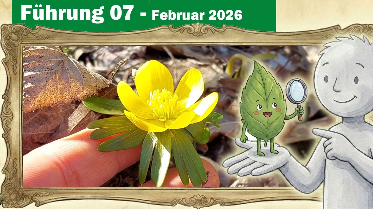 Botanik-Führung 07 - Pflanzen und ihre Einteilung abhängig von der Lage der Erneuerungsknospen