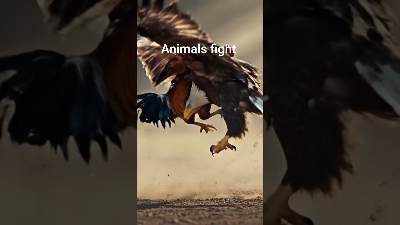 Animals fight 