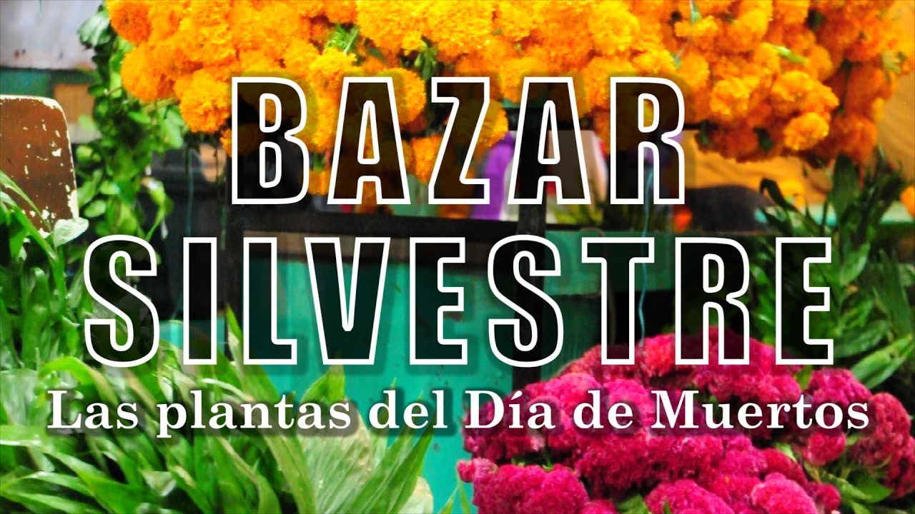 Las Plantas del Día de Muertos | Bazar Silvestre | Documental - YouTube