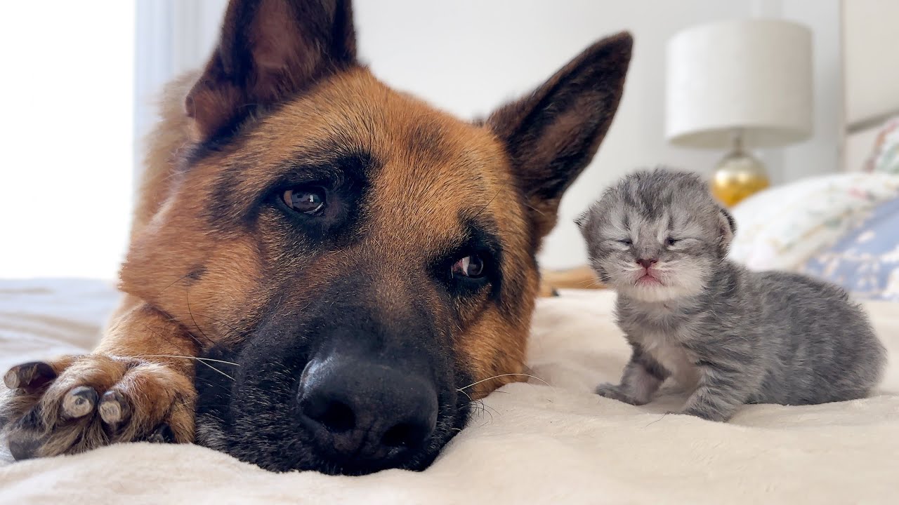 German Shepherd Befriends Newborn Tiny Kitten!