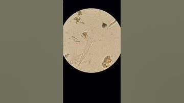 soil microscope test