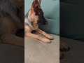 "Epic Dog Jump Fail! 🐶💥 #JumpFail #FunnyPets"