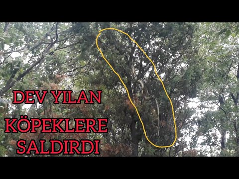 DEV YILANLA KARŞILAŞTIK FENA SALDIRDI (aggressive giant snake) #yılan#snake#vahşiorman#doğa#