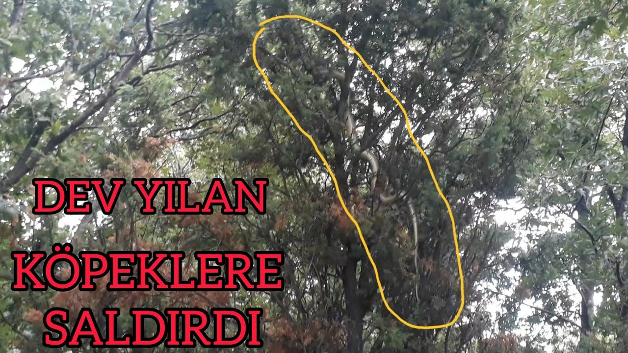 DEV YILANLA KARŞILAŞTIK FENA SALDIRDI (aggressive giant snake) #yılan#snake#vahşiorman#doğa#