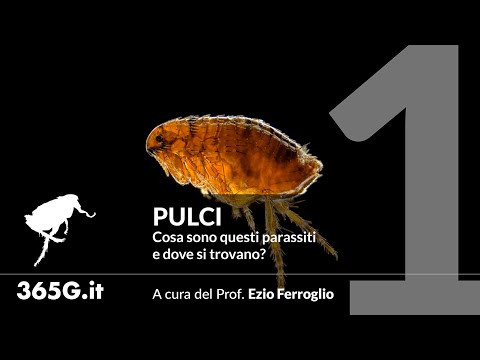 Video: Dove vivono fuori le pulci?