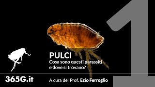 Pulci #1 | Cosa sono questi parassiti e dove si trovano?