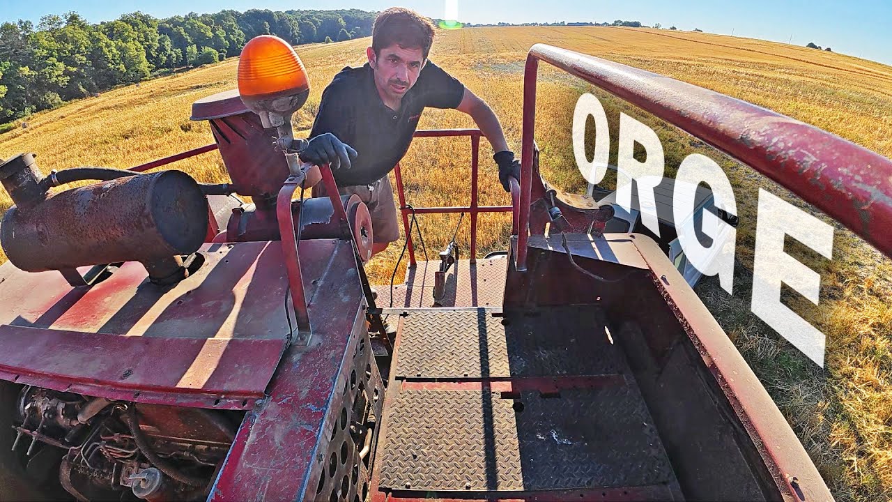 Moisson de cette orge que j'ai gardée - 2025