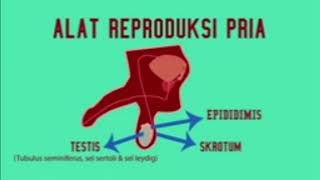 IPA SMP kls 9. Alat Reproduksi Pria dan Wanita