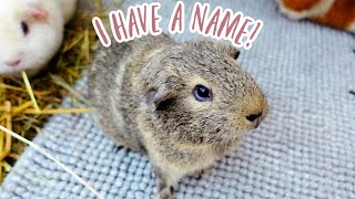 New Guinea Pig Has A New Name, His Story & Update