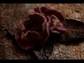 цветы из шерсти.Free Video Tutorial. Felted Peony Flowers .Work with resists.