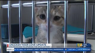 Unleash you Love raises $58,840 to upgrade the SPCA cattery