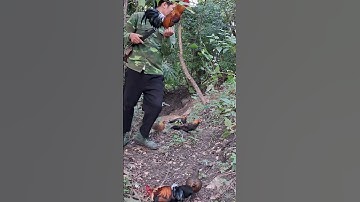 gà rừng mã vàng cực xong.qaib qus daj khav tiag tiag