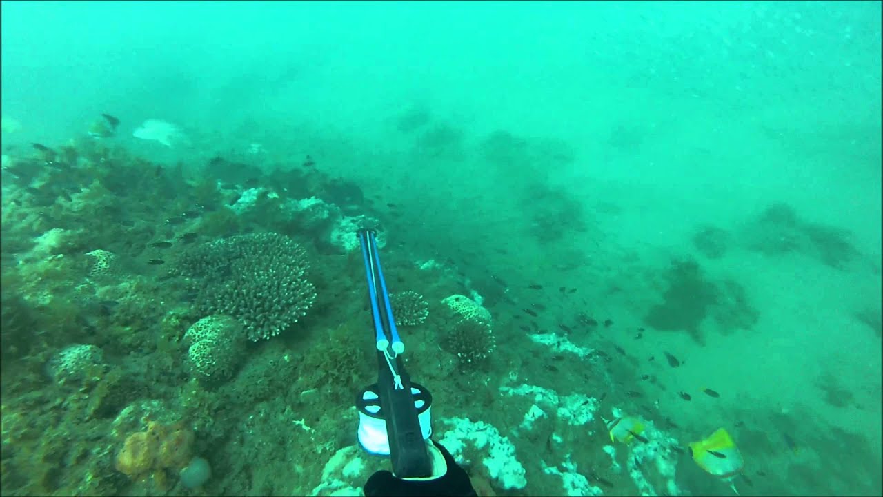 Spearfishing Rankin Cod