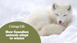 How Canadian animals adapt to winter
