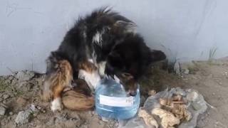I Cut Off A Large Bottle, Poured Water, She Drank A Lot | The Abandoned Puppy Cried And Begged Me...