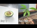 スーパーのアボカドを種から育てる / How to grow avocado from store bought avocado