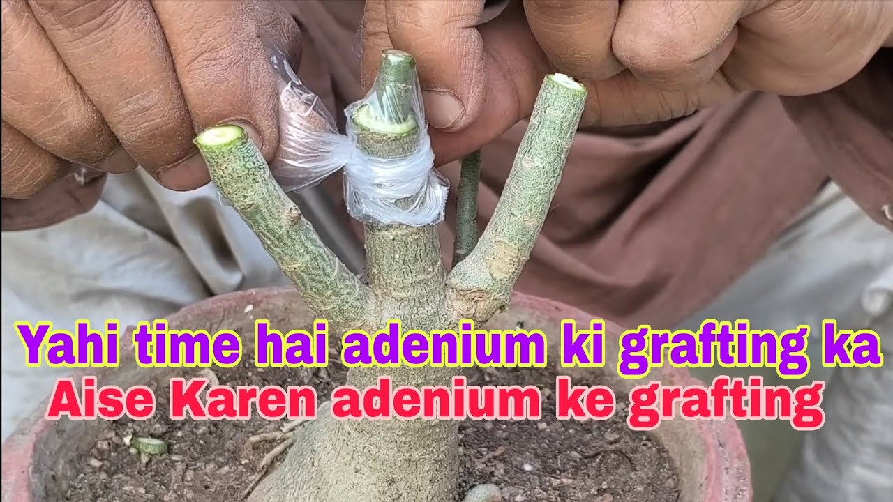 Yahi time hai adenium ki grafting ka aise karen adenium ke grafting
