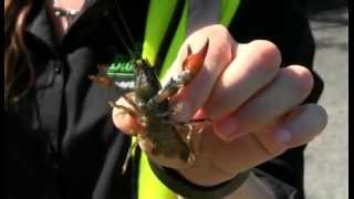 Essex Wildlife Trust Red Signal Crayfish