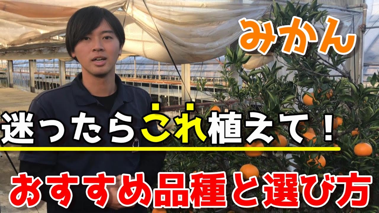 Tangerine] We will teach you how to choose the right variety to