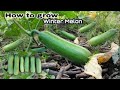 How to Grow Winter Melon from Seeds to Harvest / Wax Gourd Plant