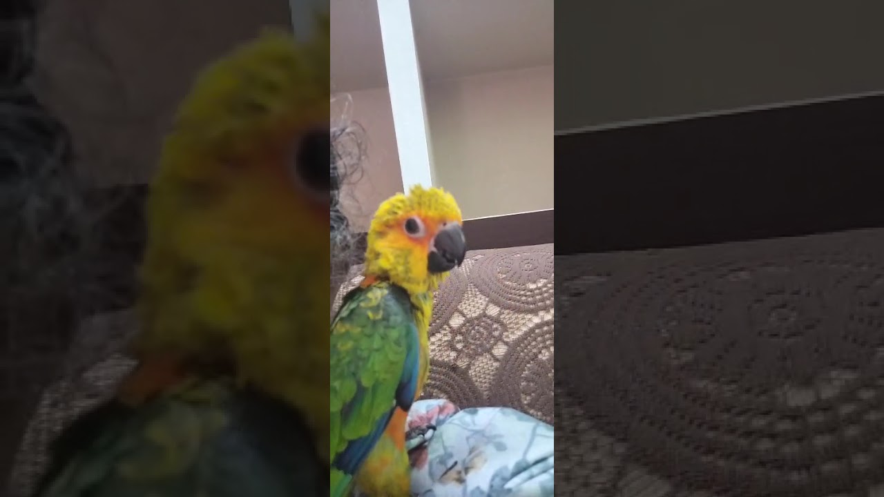 Luckyyudan sila nimidangal!