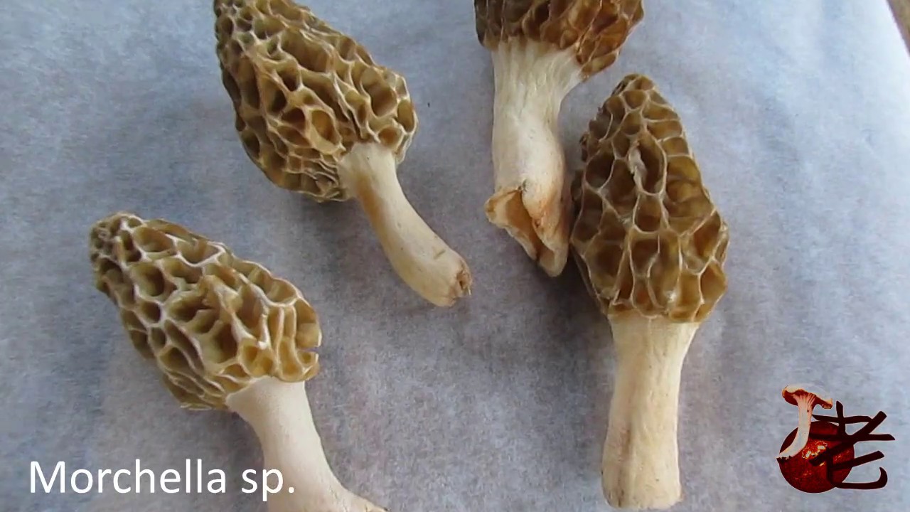 Morchella species found under small-leaf privet.