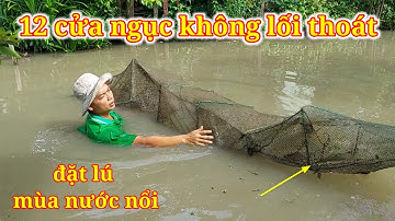 Đặt lú 12 cửa ngục mùa nước nổi dính cá sặc và cá bống tượng sống tạm qua mùa dịch bệnh