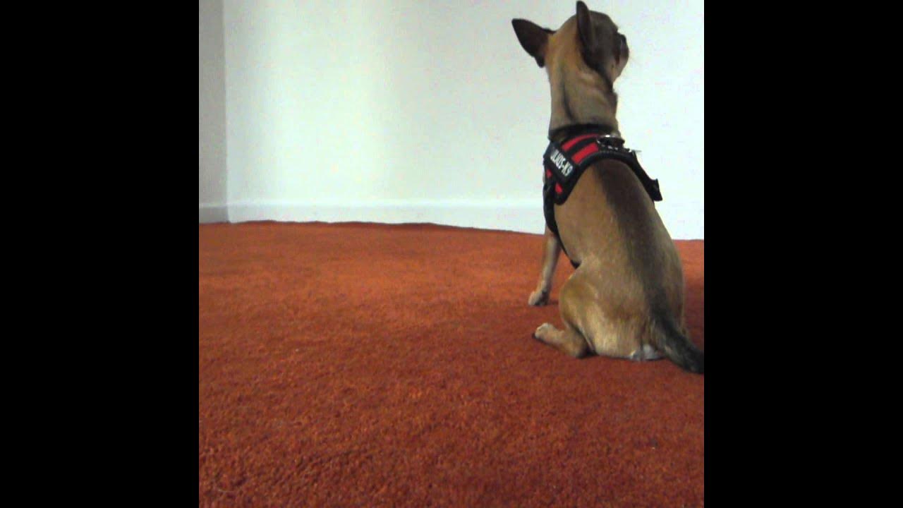 Hund jagt seinen Schwanz Chihuahua Murphy YouTube