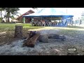 Malfatumari said women can enter nakamal but to certain boundries | VBTC News