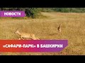 В Башкирии засняли играющих косуль и лебедей с птенцами