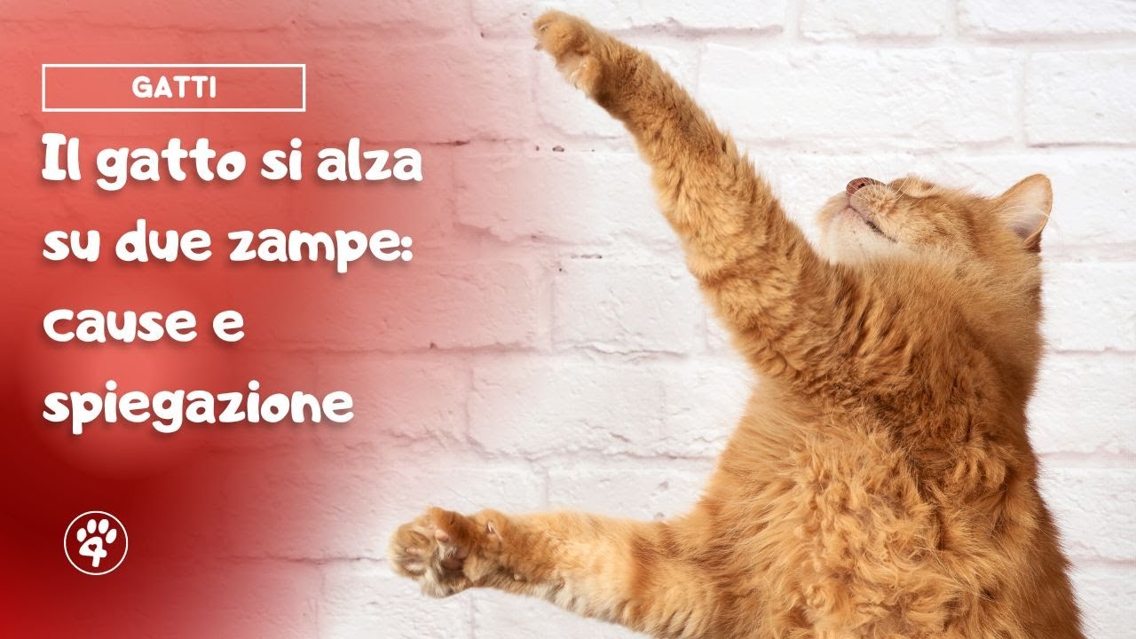 La Cassetta Degli Attrezzi Che Non Può Mancare In Casa Tua: Oggi è Anche In Offerta Su Amazon - Foto 11