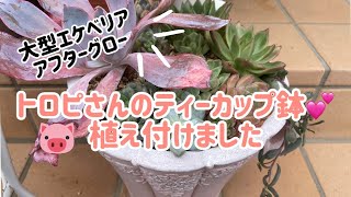 p*o様 ❤️多肉植物そのまま飾れる❤️アンティークティカップ鉢　お色ピンク❤️ mqdefault.jpg