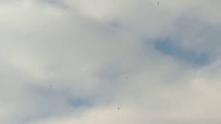 Migrating Seagulls Along Arkansas River...