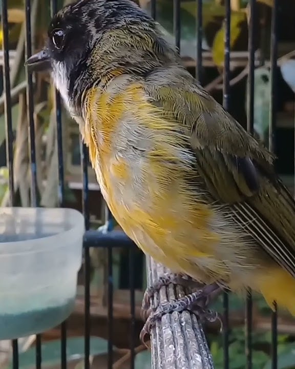 ful gacor burung bimoli dengan suara merdunya