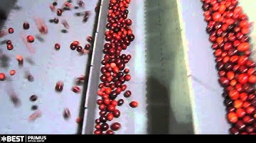Cranberry sorting machine Primus - TOMRA Sorting