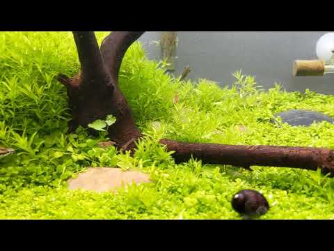 Using JBL Biotopol when doing water change