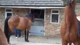 Glucksfall Teasing Mares.