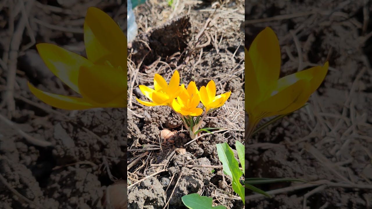 Yellow crocus