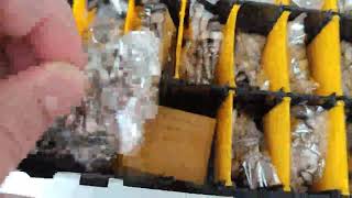 VIGRUE 520PCS M3 M4 M5 M6 A2 70 Edelstahl Sechskopf Knopf Schrauben, Sehr gute Qualität 👌 braucht m