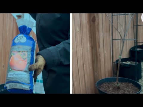 Planting Bare Root Persimmon Trees - YouTube