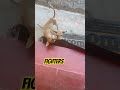 Fighting for what??? #shortsfeed #shortsvideo #pets #trending #animals #shortsviral #puppy