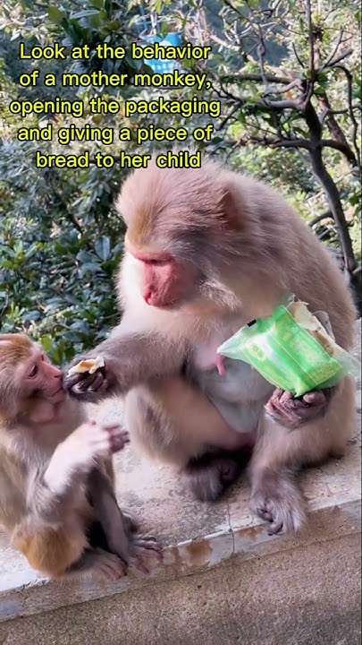 Monkeys behave like humans #animals #science #subscribe - YouTube