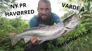 HAVØRRED FISKERI I VARDE Å !!!!! GODT MED FISK I NETTET