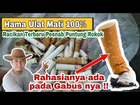 Video: Perosak Tumbuhan Getah Biasa – Cara Membunuh Serangga Tumbuhan Getah