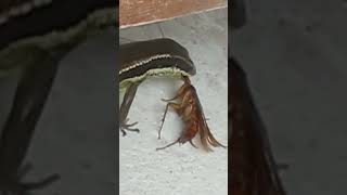 Cockroach. Lizard eating cockroach #shorts