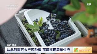 [三农长短说]国产蓝莓热销 本土化种植技术成熟 国产蓝莓品质更好更稳定|农业致富经 Agriculture And Farming