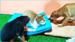 Puppies not allowed cat to sleep on their bed by Creative Animals 1,133 views 3 months ago 1 minute, 11 seconds